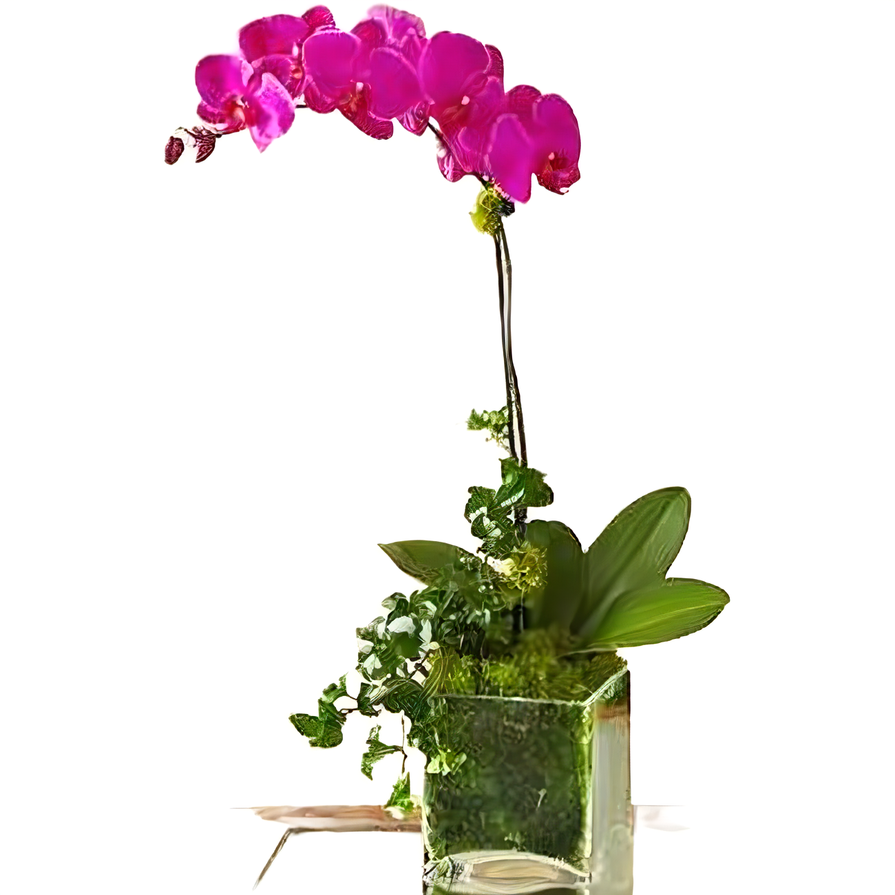 NYC Flower Delivery - Purple Phalaenopsis Orchid - Plants
