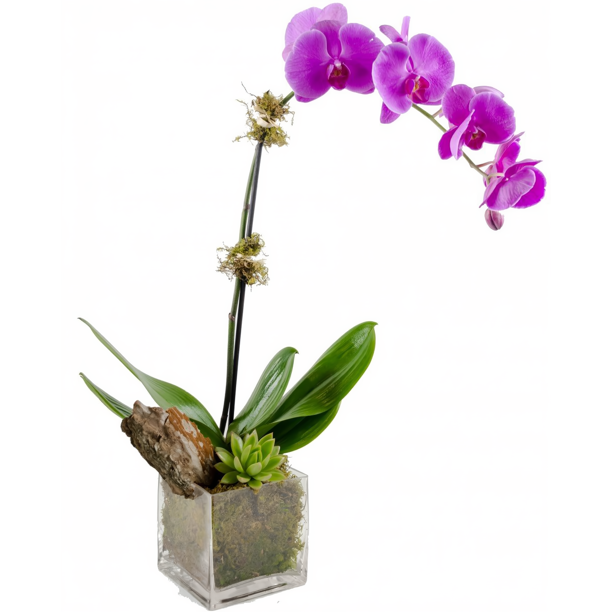 NYC Flower Delivery - Purple Phalaenopsis Orchid w/ Succulent Plant - Plants