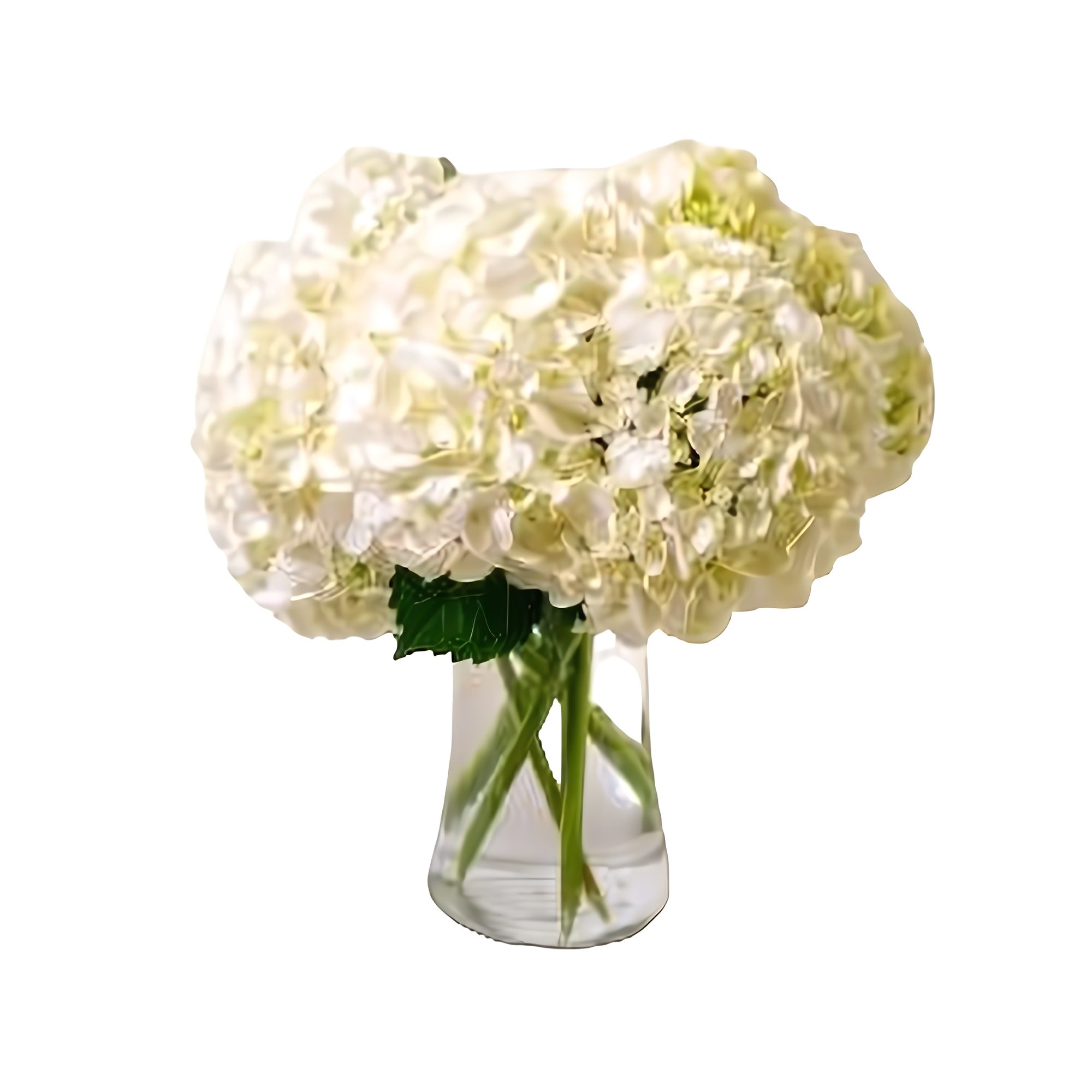 Queens Flower Delivery - Fluffy Hydrangea Bouquet