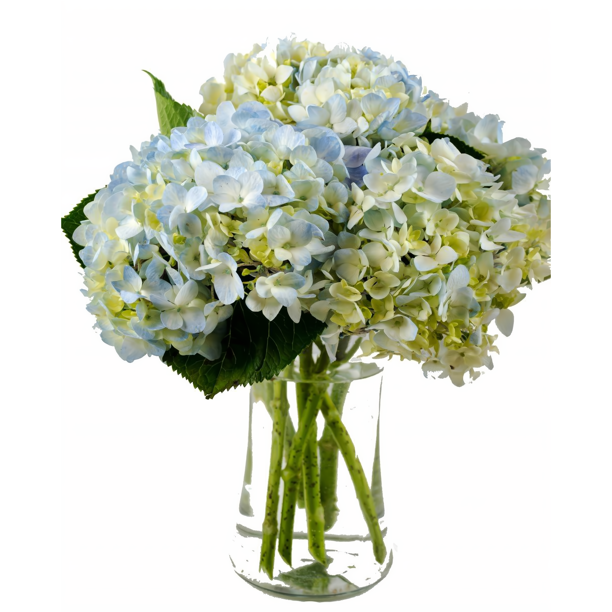 NYC Flower Delivery - Clear Blue Hydrangea Bouquet - Occasions > Anniversary