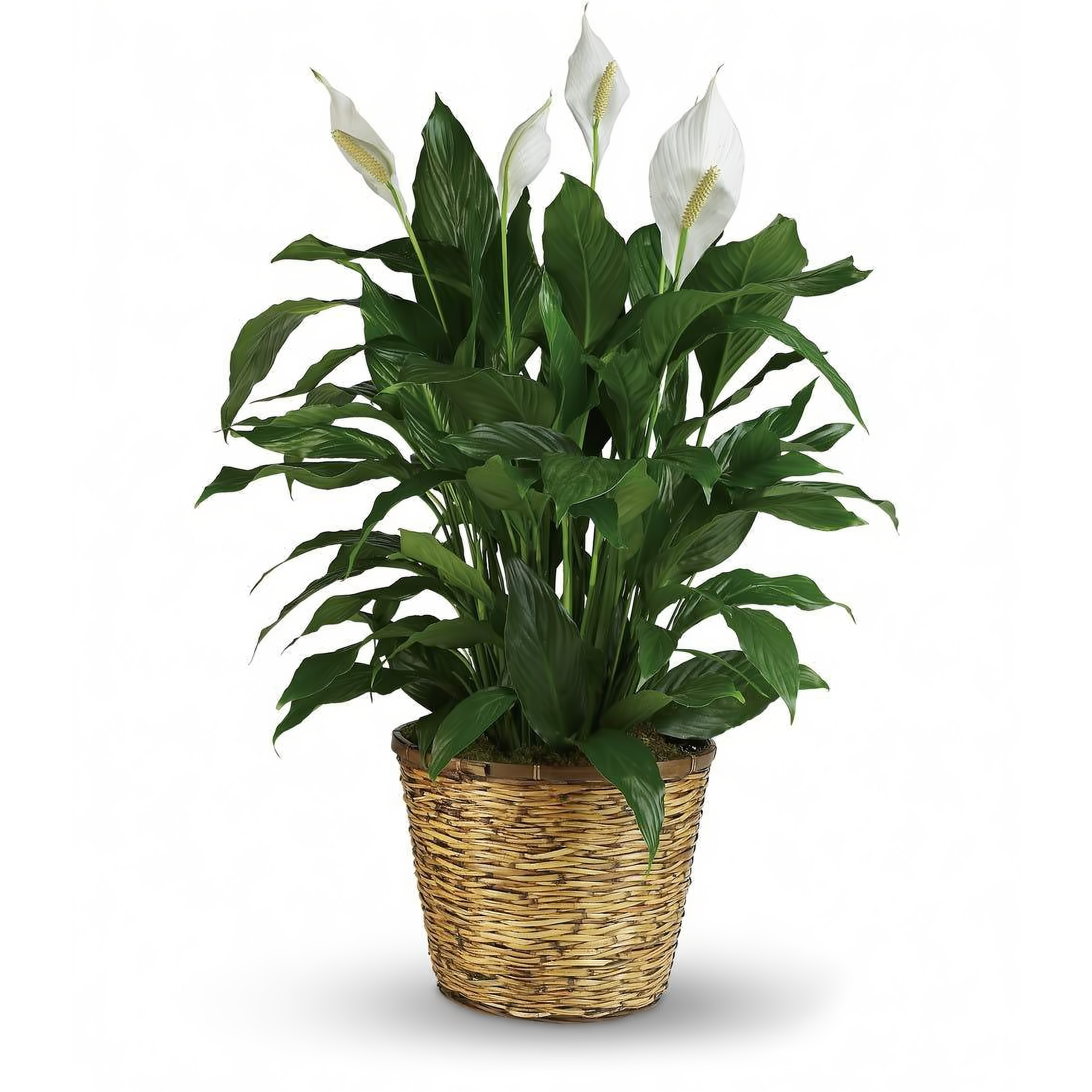 NYC Flower Delivery - Spathiphyllum Plant Peace Lily - Plants