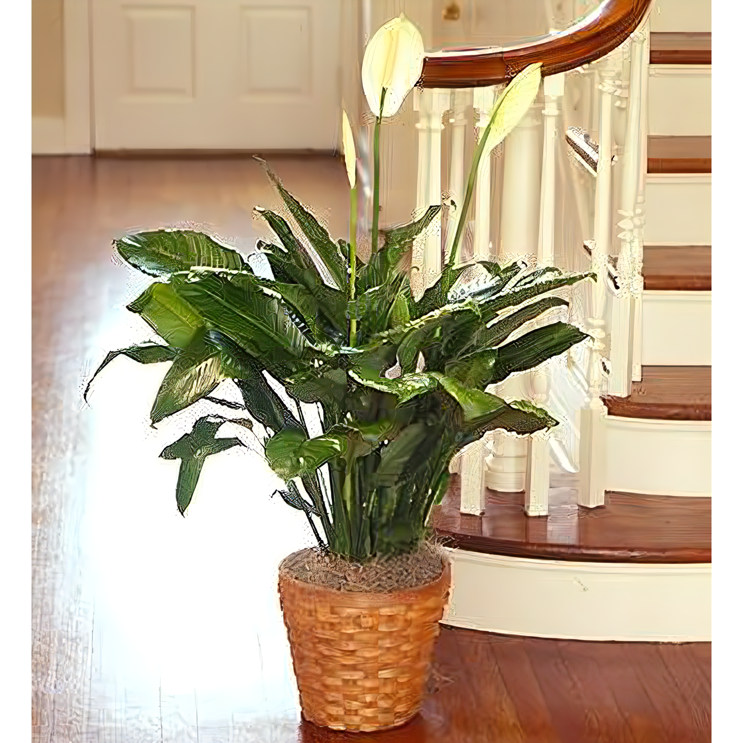 NYC Flower Delivery - Spathiphyllum Plant for Sympathy - Plants