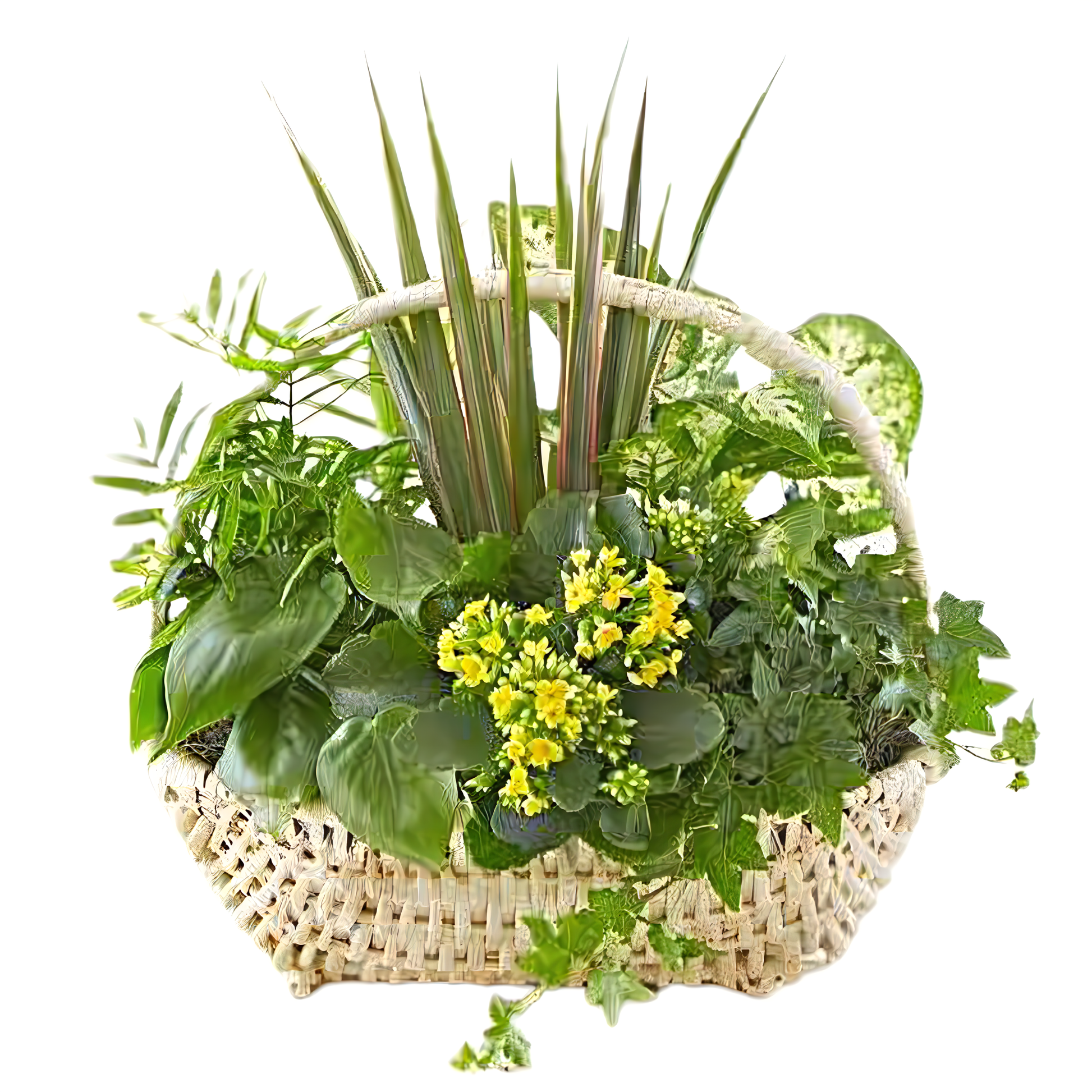 NYC Flower Delivery - Thinking of You Dish Garden - Plants