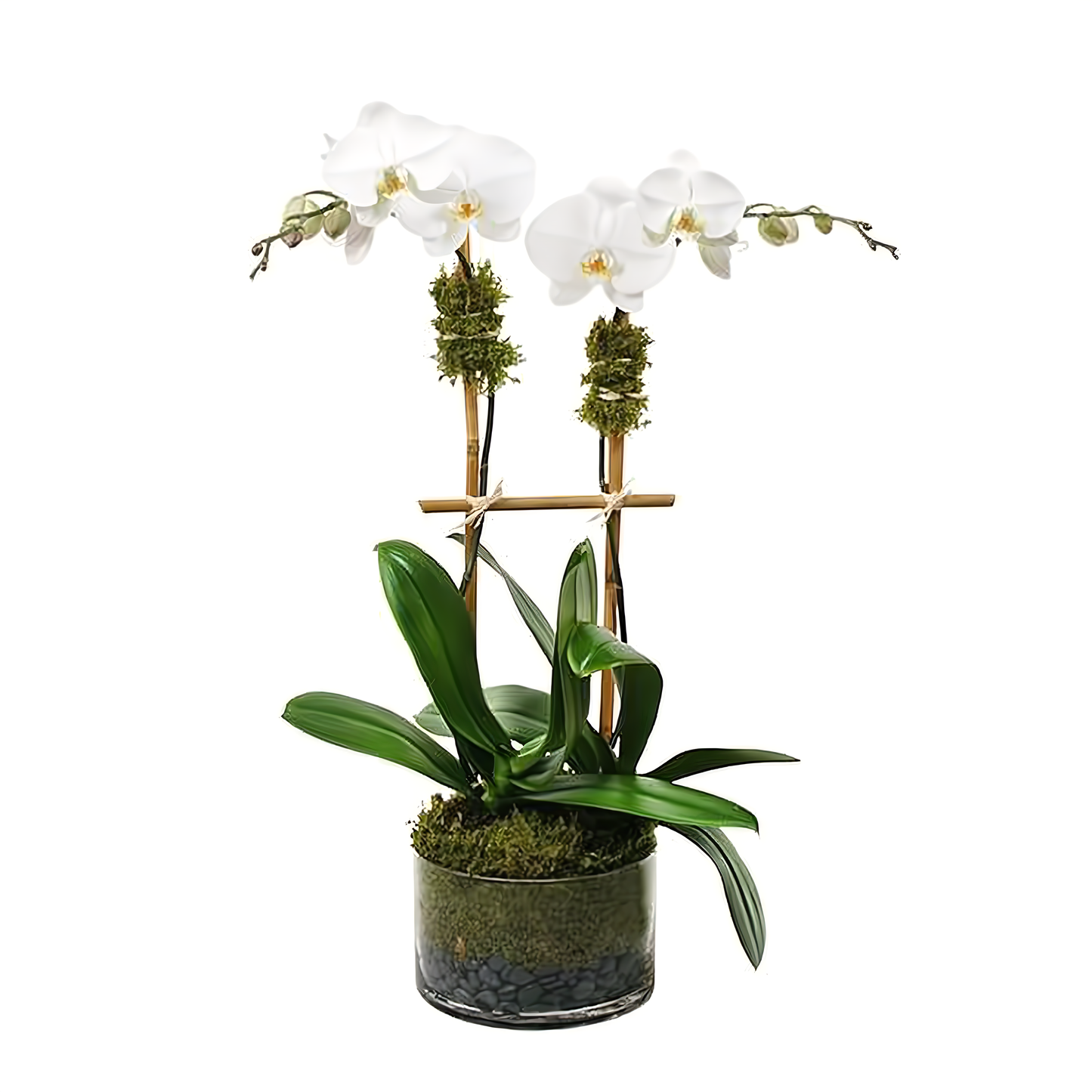NYC Flower Delivery - Double White Phalaenopsis Orchid - Plants