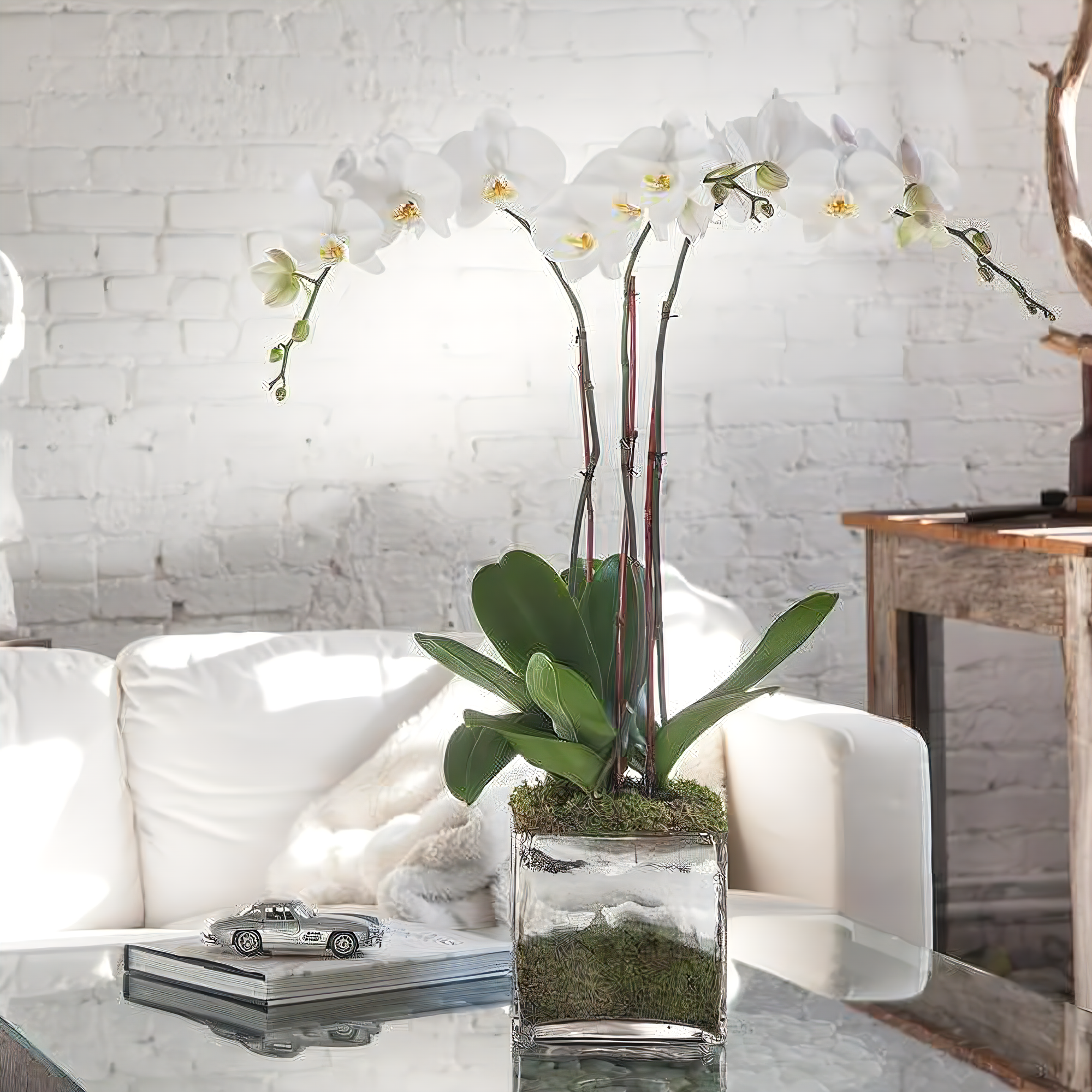 NYC Flower Delivery - Triple White Phalaenopsis Orchid - Plants