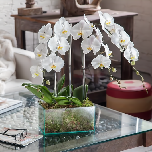 NYC Flower Delivery - Four White Phalaenopsis Orchid - Plants