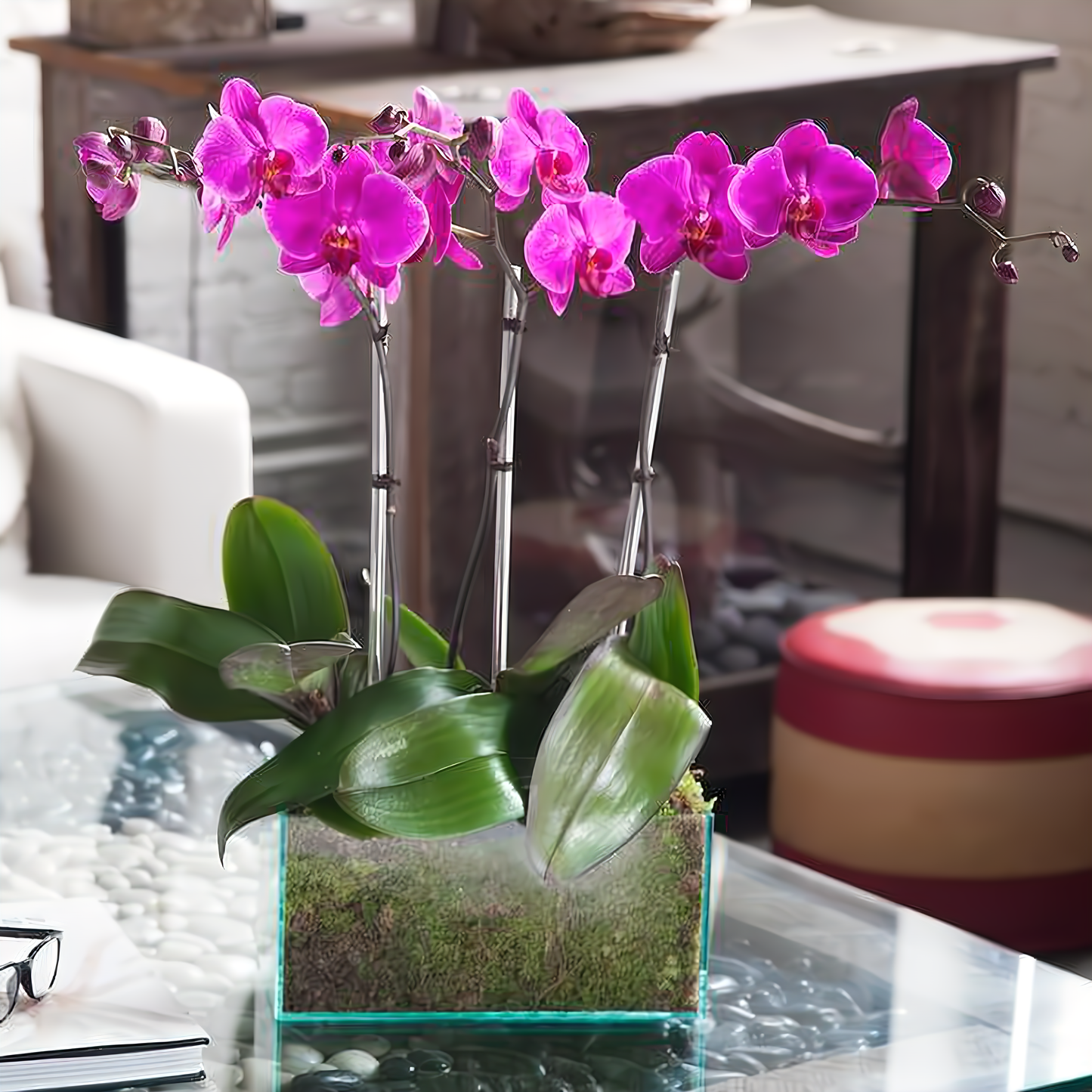 NYC Flower Delivery - Four Purple Phalaenopsis Orchid - Plants