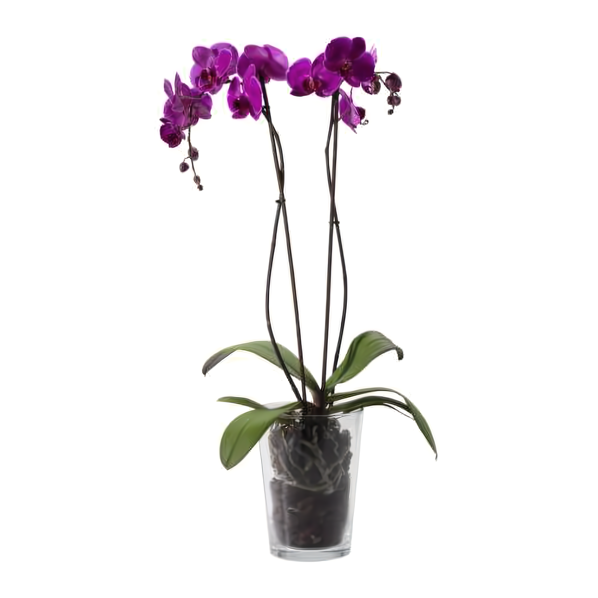 NYC Flower Delivery - Double Purple Phalaenopsis Orchid - Plants