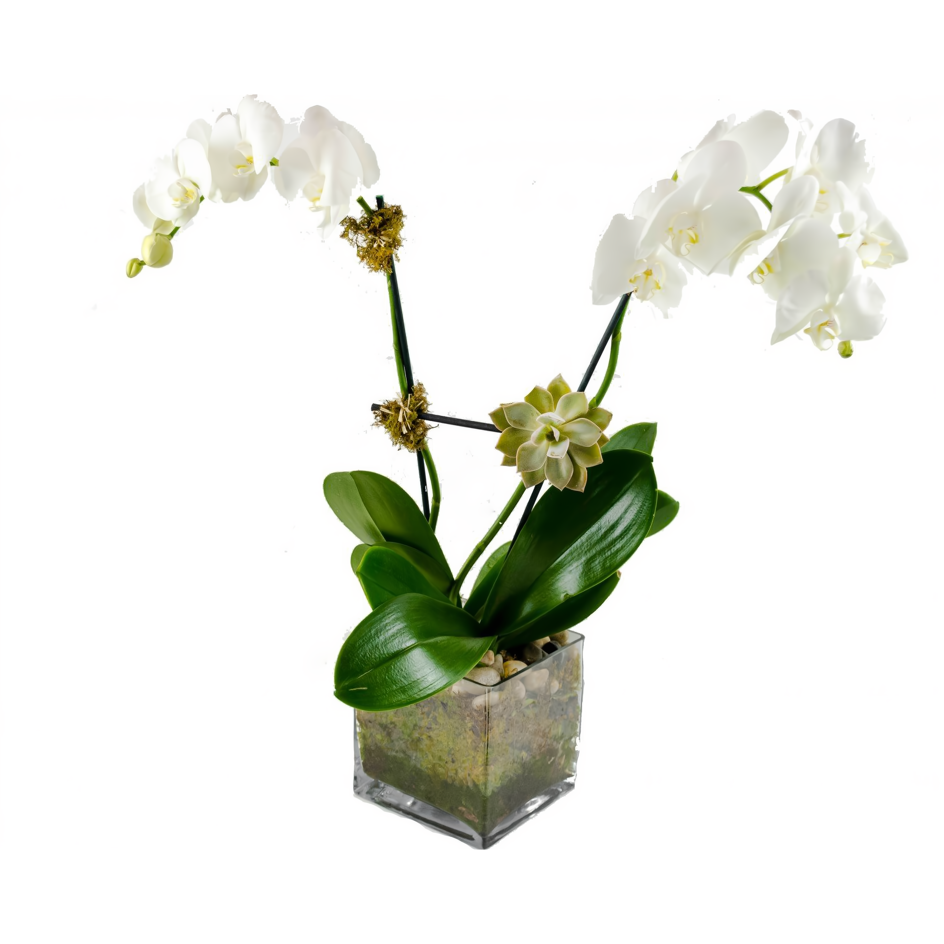 NYC Flower Delivery - Double White Phalaenopsis Orchid w/ Succulent Plant - Plants
