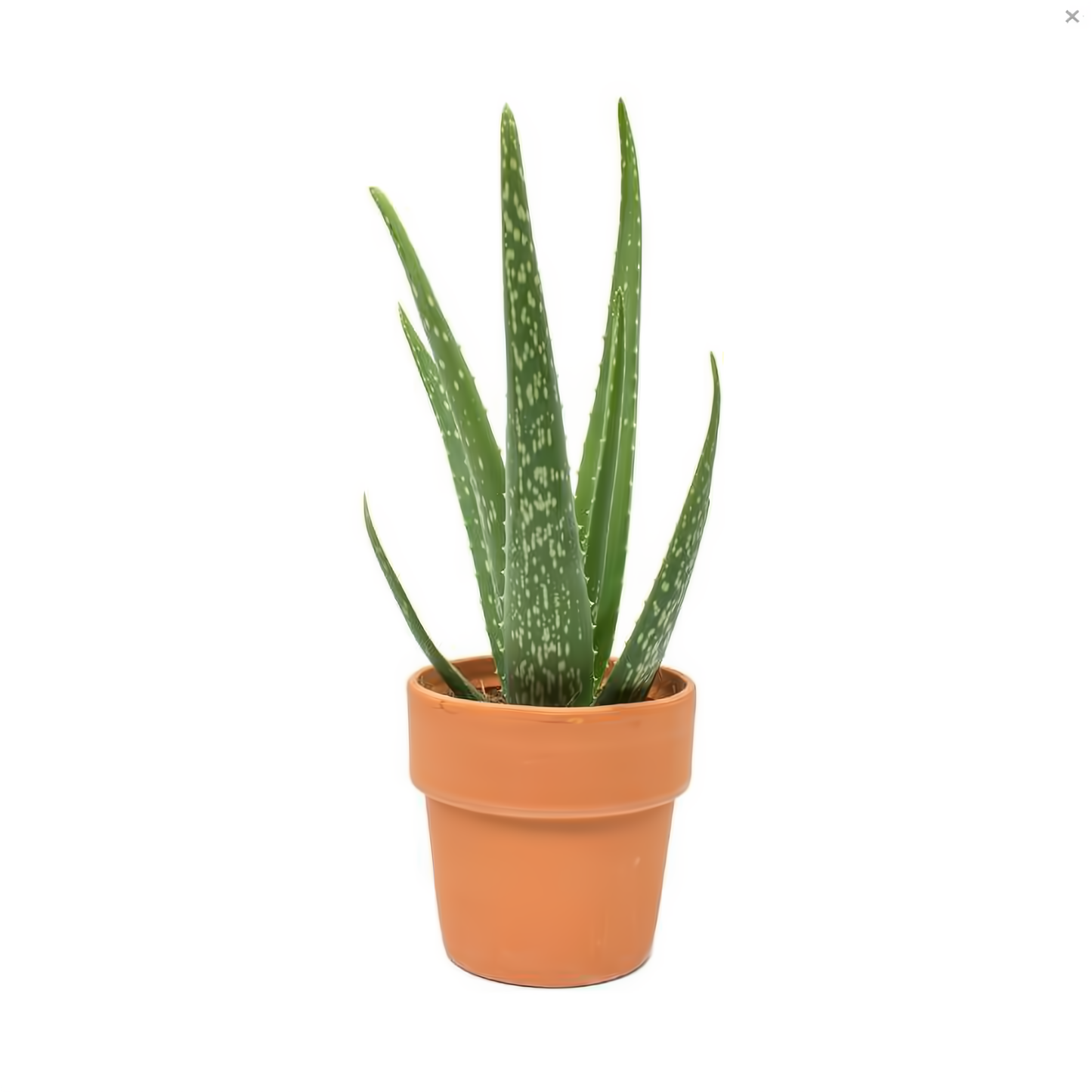 NYC Flower Delivery - Aloe Vera Plant In Clay Pot - Plants