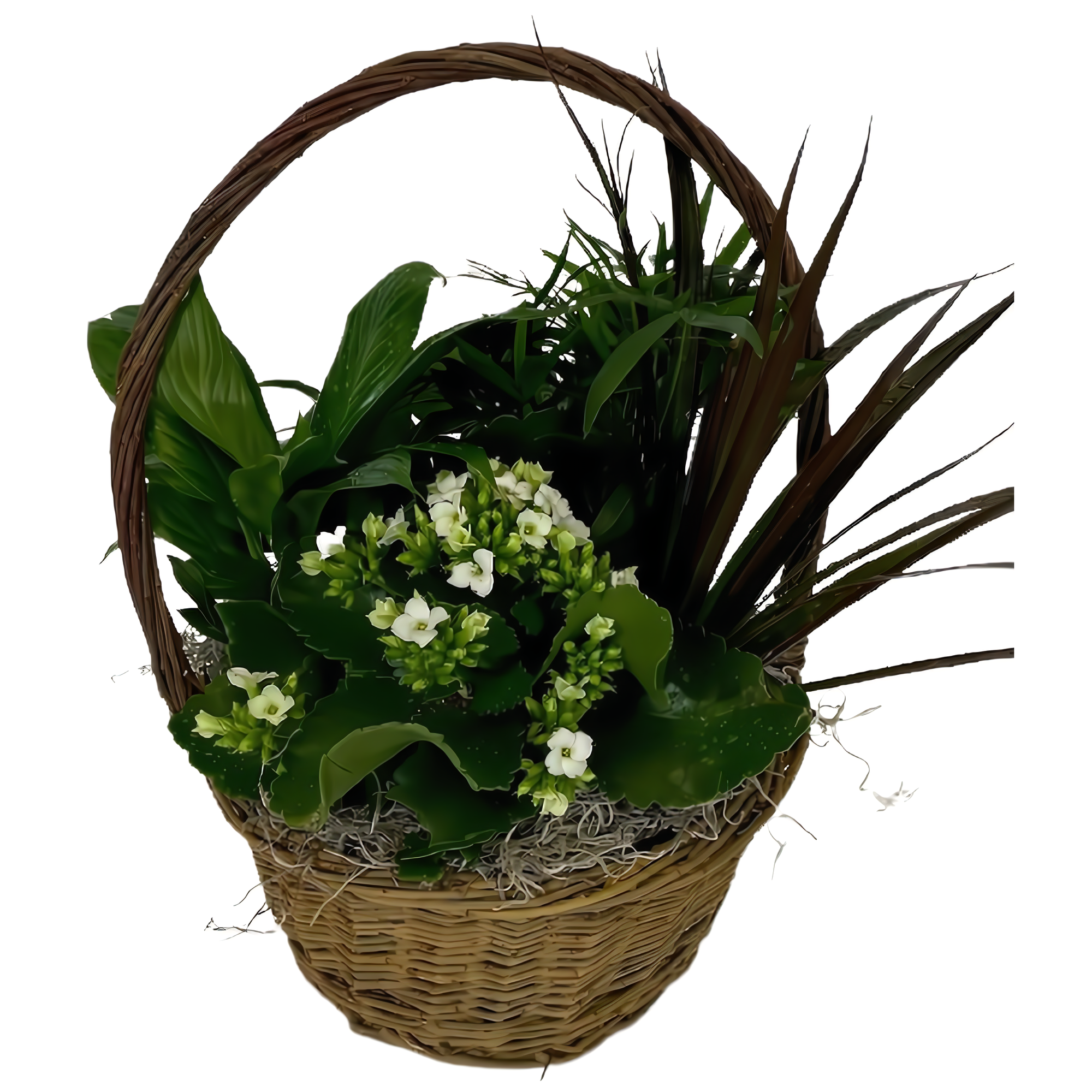 NYC Flower Delivery - European Dish Garden Basket - Plants