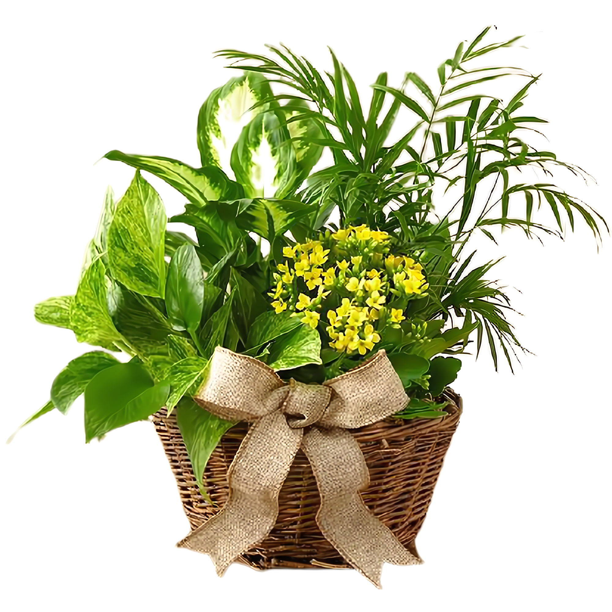 NYC Flower Delivery - European Dish Garden - Seasonal > Father's Day 6/18