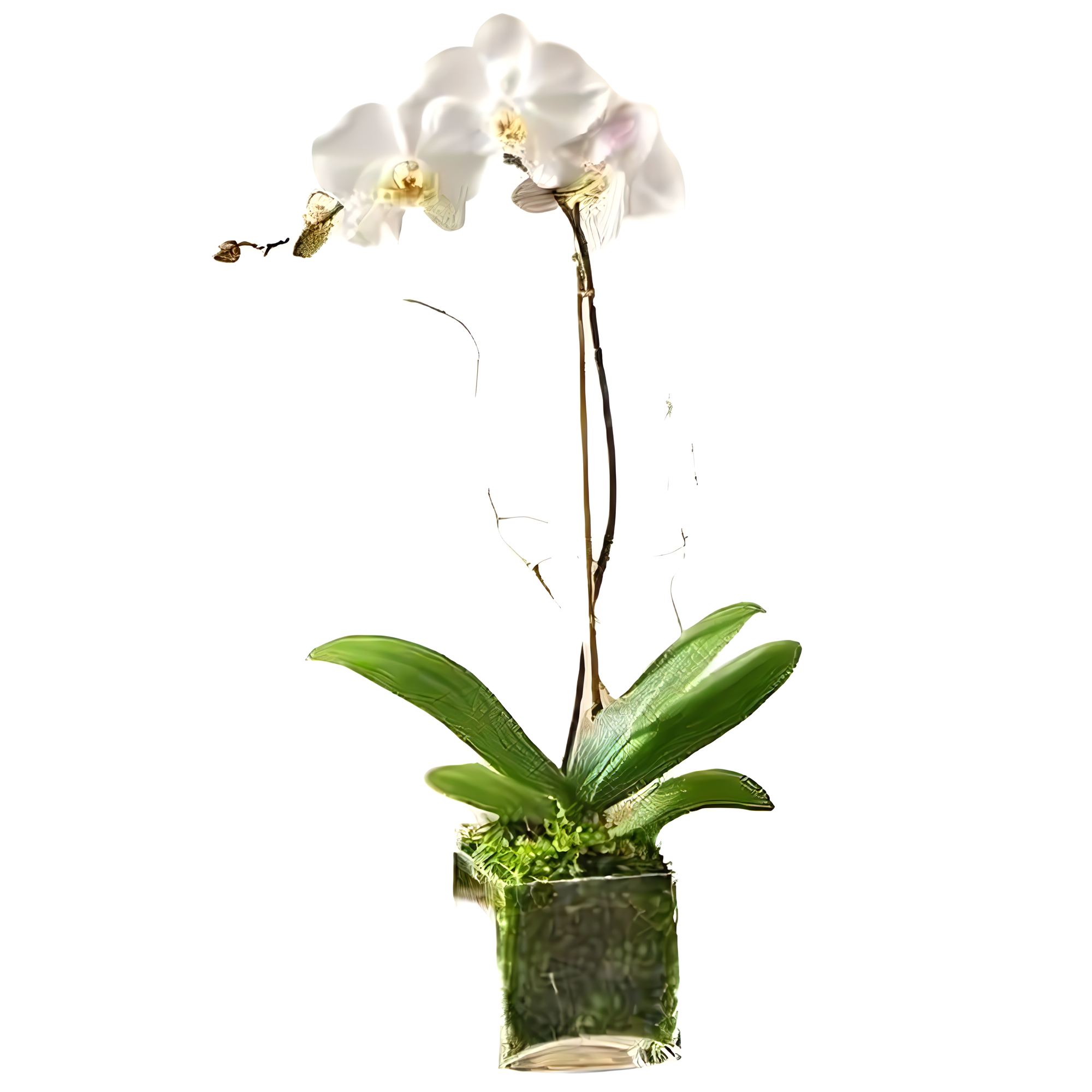 NYC Flower Delivery - White Phalaenopsis Orchid - Plants