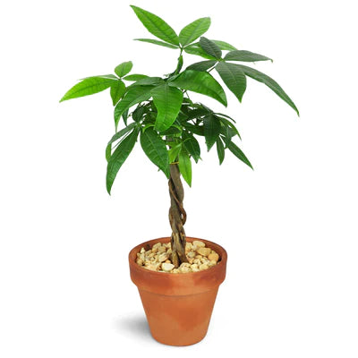 The Malabar chestnut (Pachira aquatica), also known as the money tree plant, is considered to be a symbol of good luck and prosperity.
